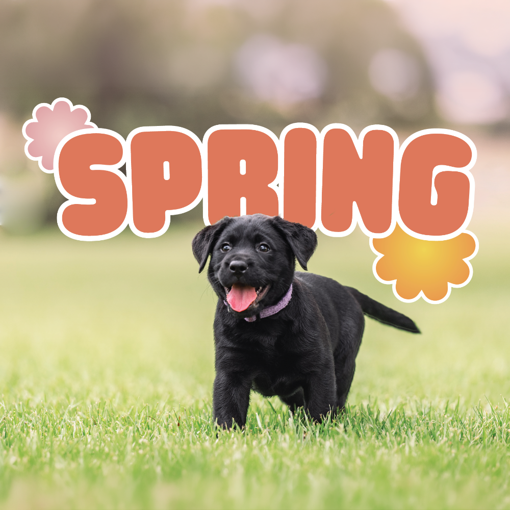 Spring Collection