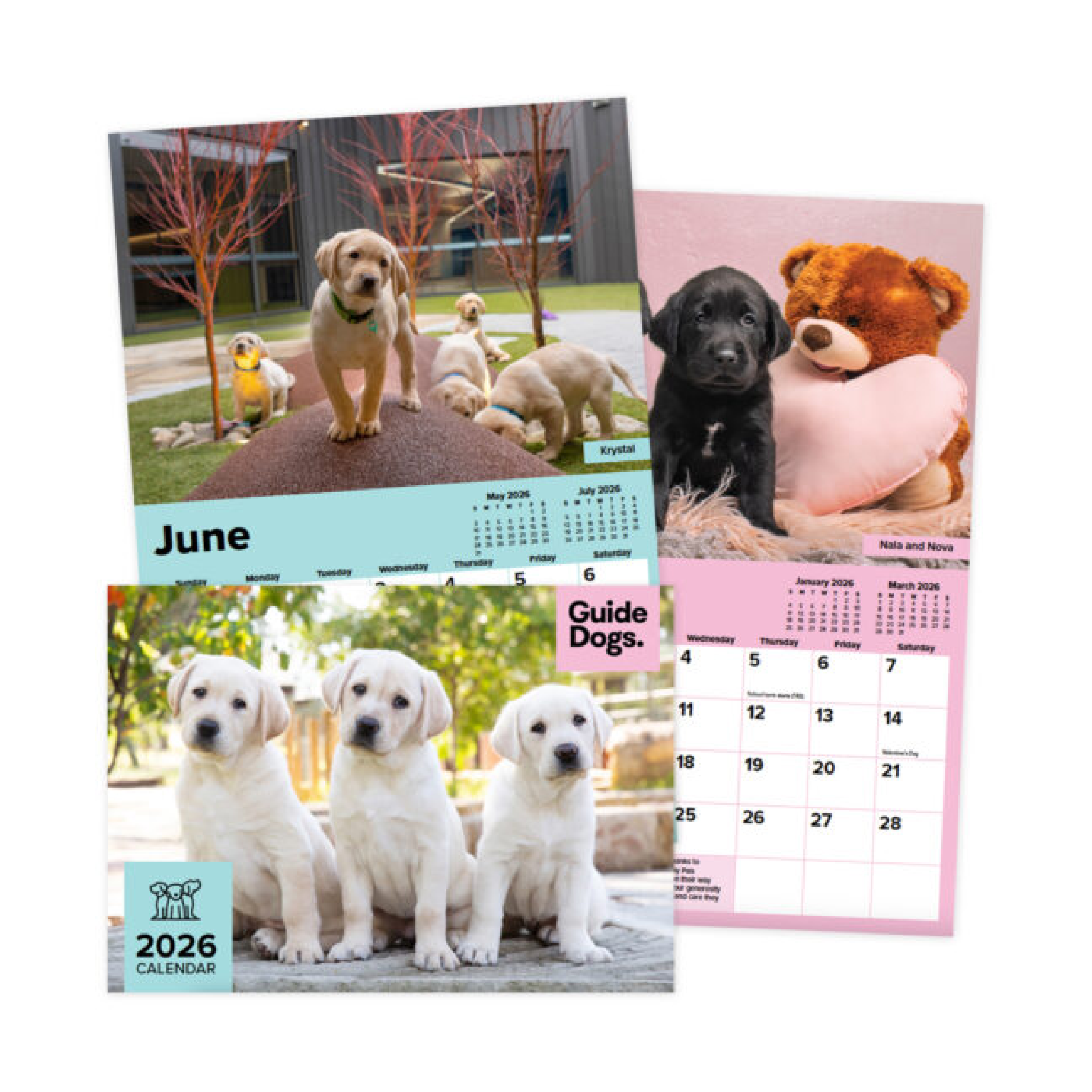 Three 2026 Guide Dogs calendars featuring Labrador puppies. The front cover shows three yellow puppies sitting together, while the pages behind display puppies playing outdoors and a black puppy posing with a teddy bear.