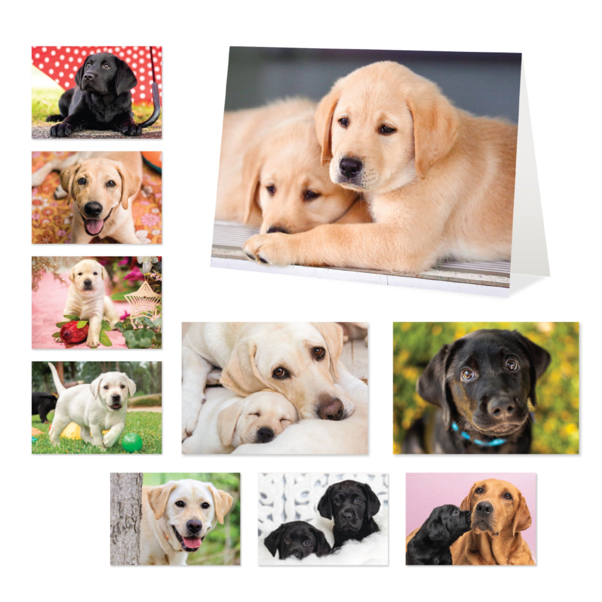 Guide Dogs Blank Greeting Cards
